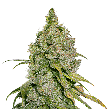 Купить семена конопли Devotchka Auto Fem.