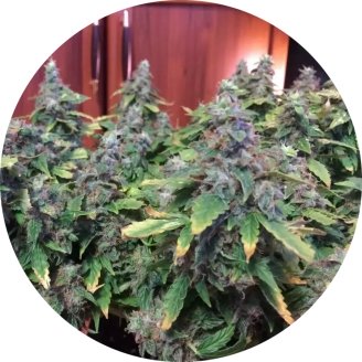 Jack Herer Auto Fem.