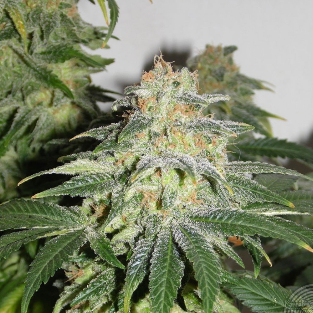 Dos-Wi-Dos Auto Fem.