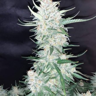 Dos-Wi-Dos Auto Fem.