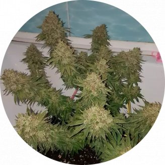 Girl Scout Cookies Fem.