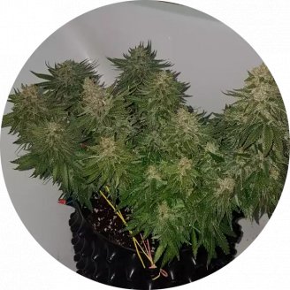 Girl Scout Cookies Fem.