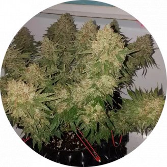 Girl Scout Cookies Fem.