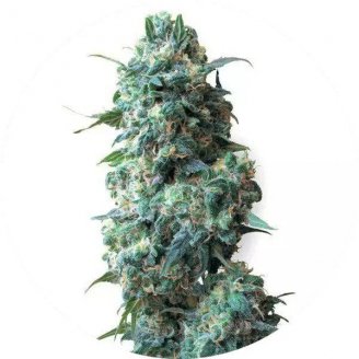 Купить семена конопли Gagarin Auto Fem.