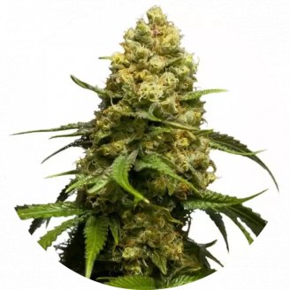 Купить семена конопли Super Skunk Fem.
