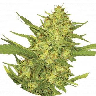 Купить семена конопли Sour Diesel Fem.