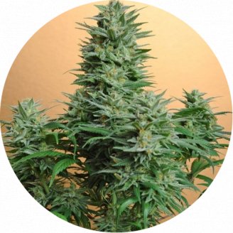 Tutankhamon Auto Fem.