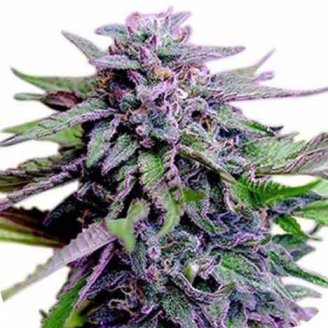 Купить семена конопли Blueberry Jack Auto Fem.