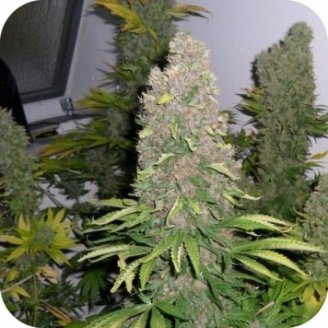 Jack Herer Auto Fem.