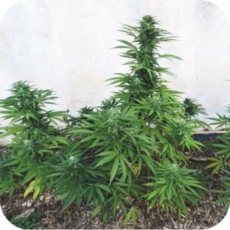 Jack Herer Auto Fem.