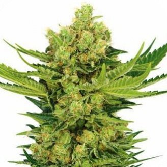 Купить семена конопли Cheese Auto Fem.