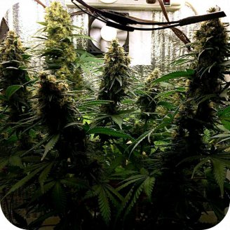 Cheese Haze Auto Fem.