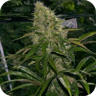 Critical Express Auto Fem.