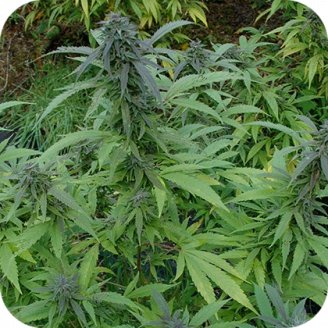 Mexican Kush Auto Fem.