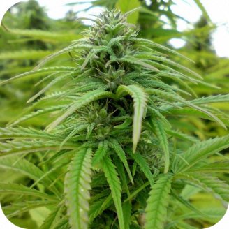 Mexican Kush Auto Fem.