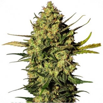 Купить семена конопли Dr. Feelgood CBD Auto Fem.