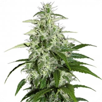 Купить семена конопли Kalashnikova Auto Fem.