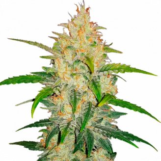 Купить семена конопли LSD Auto Fem.