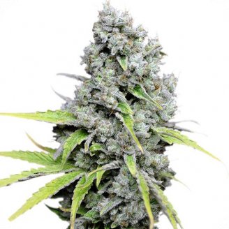 Купить семена конопли Super Skunk Fem.