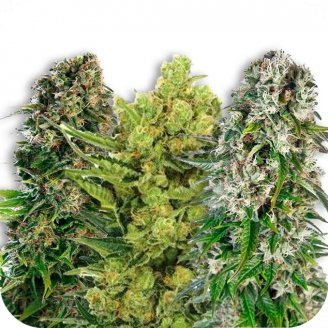 Купить семена конопли Indica Mix #3 Auto Fem.
