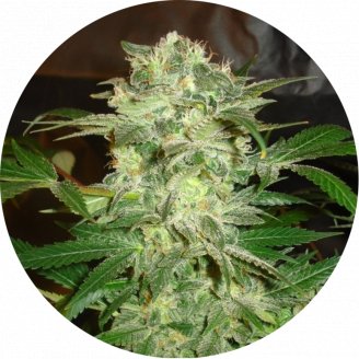 Bruce Banner Auto Fem.