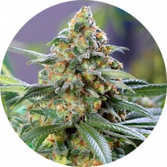 Bruce Banner Auto Fem.