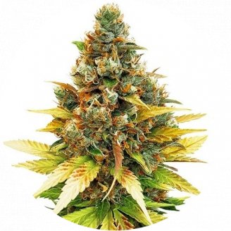 Купить семена конопли Satori Auto Fem.