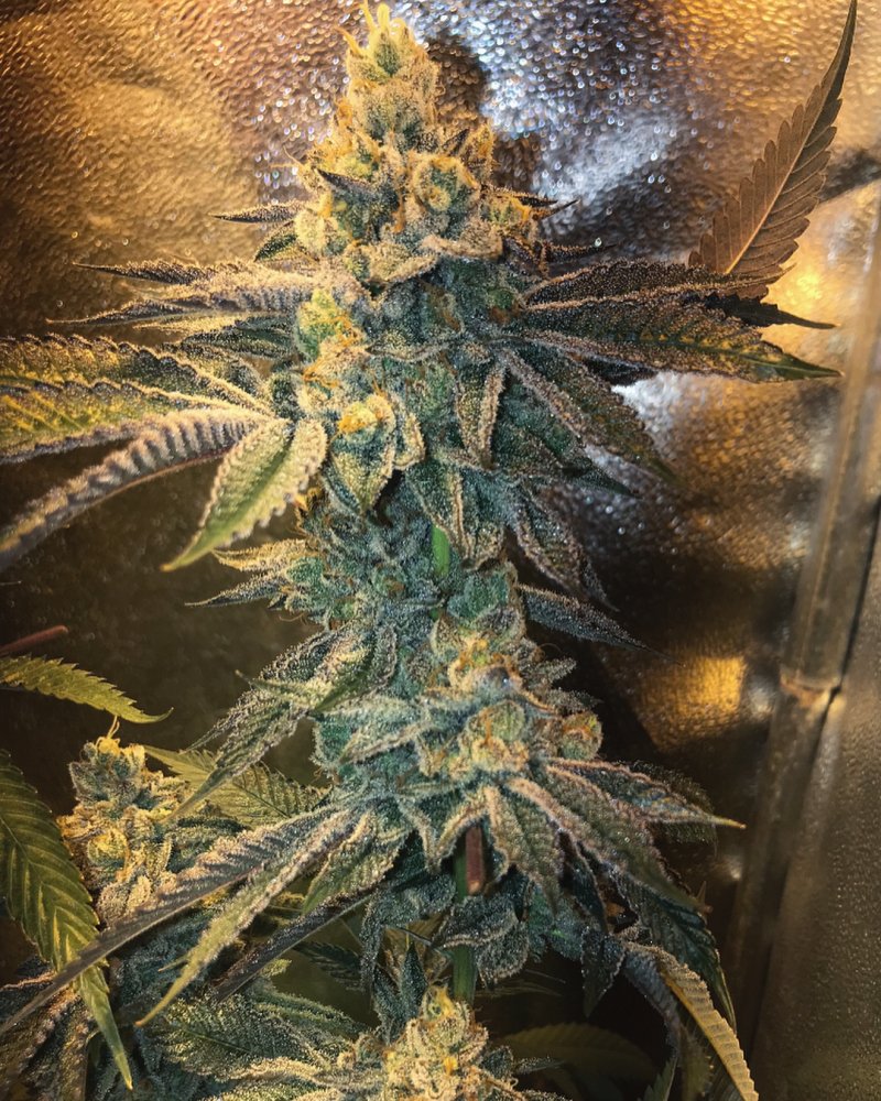 Kali Mist Auto Fem.