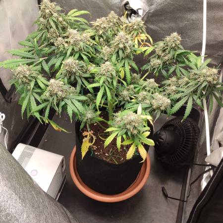 Mimosa Cake Auto Fem.