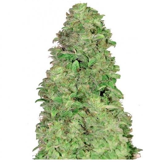 Mimosa Cake Auto Fem.