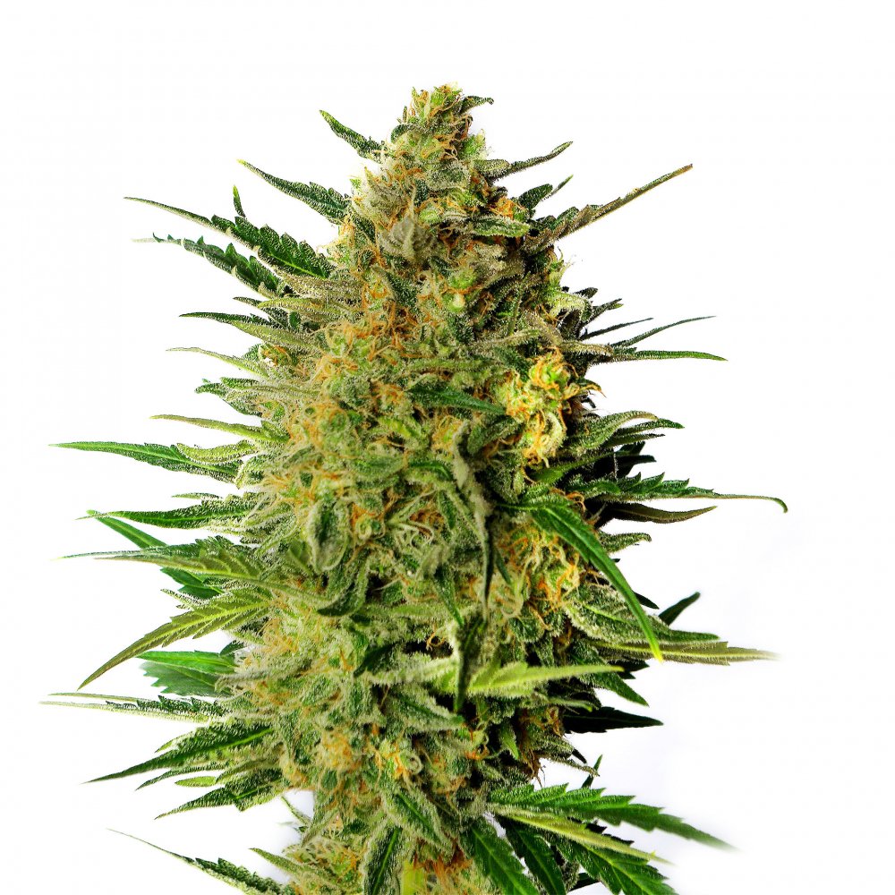 Купить семена конопли AK-49 Auto Fem.