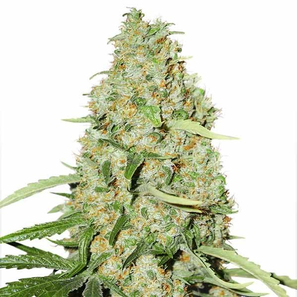 Купить семена конопли Brooklyn Sunrise Auto Fem.