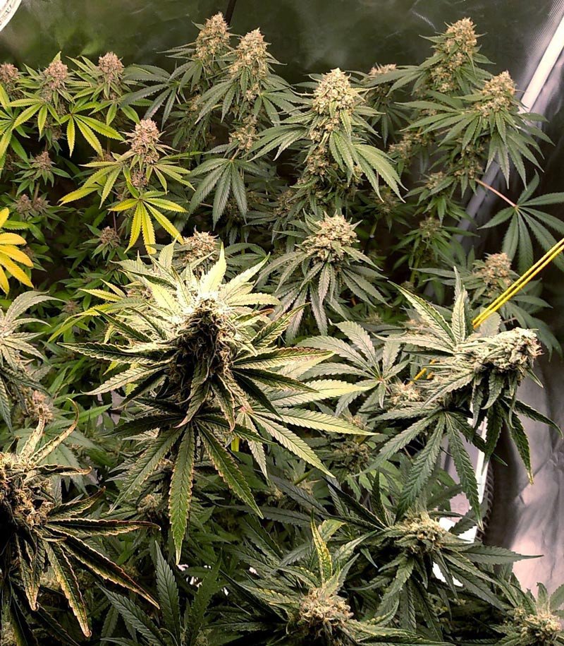 Do-Si-Dos Cookies Auto Fem.