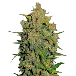 Купить семена конопли Fast Bud Auto Fem.