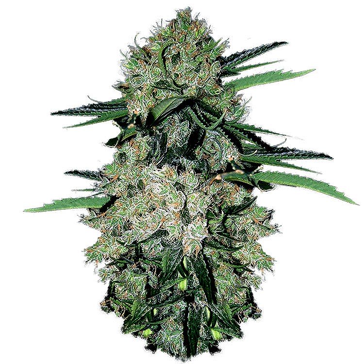 Купить семена конопли NYC Diesel Auto Fem.