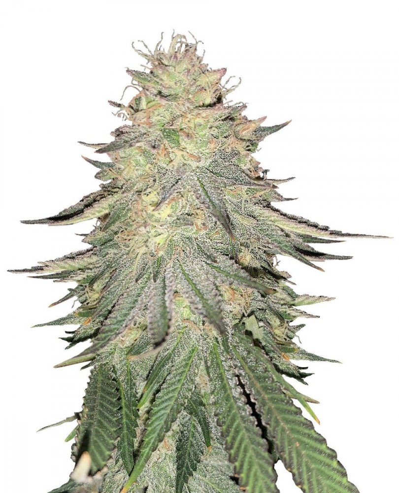 Купить семена конопли Dos-Vi-Dos Fem.