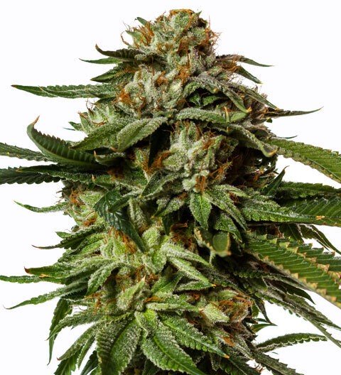 Купить семена конопли Gorilla Glue Fem.