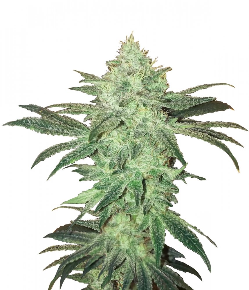 Купить семена конопли Stardawg Auto Fem.