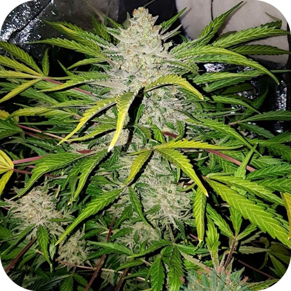 Amnesia Haze Auto Reg.