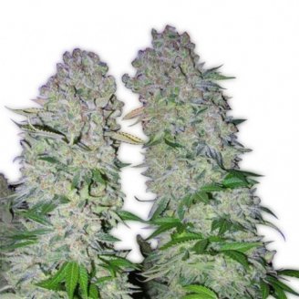 Купить семена конопли AK 47 Auto Fem.