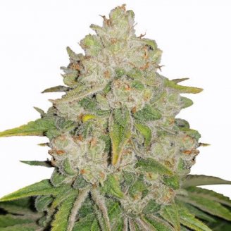 Купить семена конопли Bruce Banner Auto Fem.