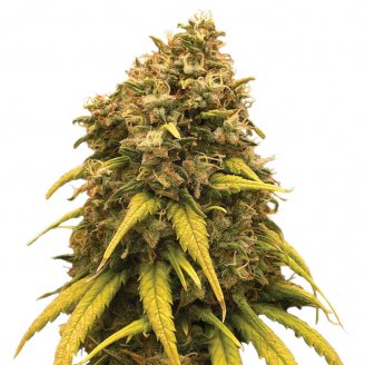Купить семена конопли Jungle Lava Fem.