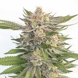 Купить семена конопли Pink Runtz Auto Fem.