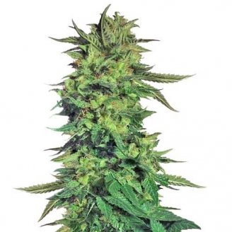 Купить семена конопли Future #1 Fem.