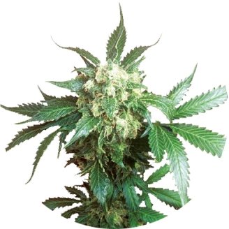 Купить семена конопли Black Domina Fem.