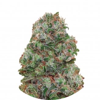 Купить семена конопли Bubble Gum Fem.