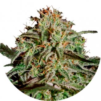 Купить семена конопли Gelato Auto Fem.