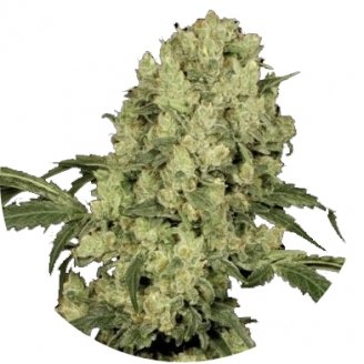 Купить семена конопли Ak 47 Auto Fem.