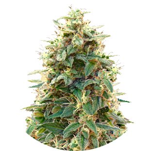 Купить семена конопли Cheese Auto Fem.