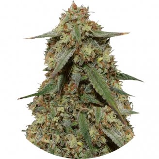 Купить семена конопли Girl Scout Cookies Fem.